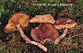 Limacella vinosorubescens-amf2069